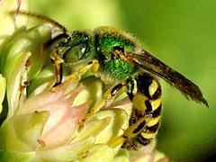 Metallic Green Bee